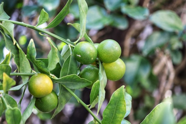 金橘开始结果了。图片下载