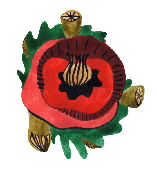 装饰花图片下载