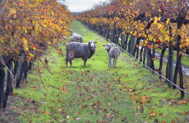 风景，秋天的羊群在葡萄园中吃草，背景是绿色的草地和黄色和红色的葡萄叶图片下载