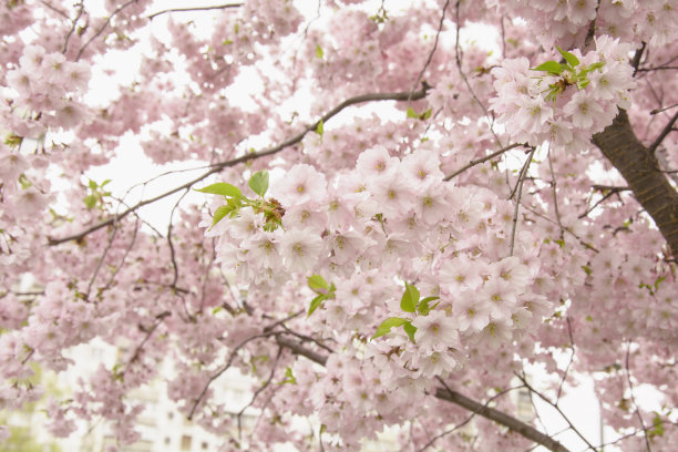 美丽的盛开的粉红色樱花在一个大花园图片下载