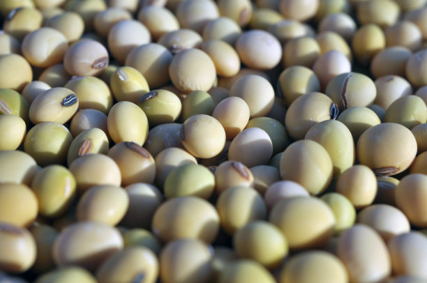 大豆谷物特写图片下载