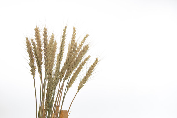 孤立在白色背景上的小麦的金色穗图片下载
