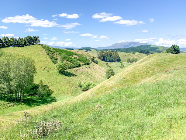 新西兰怀奥塔普国家公园附近的怀曼古路，一群羊在绿色农场里吃草图片下载