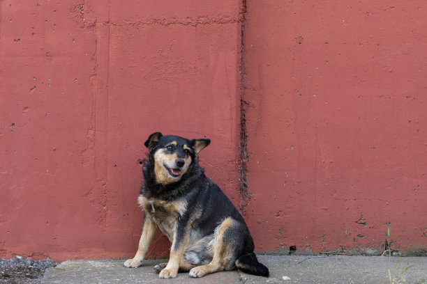 坐在红墙前的狗图片下载