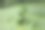 绿色的树叶图片下载