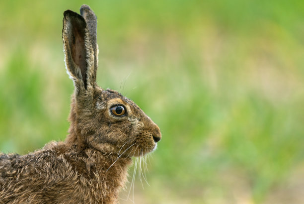 欧洲野兔素材图片