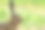 欧洲野兔素材图片