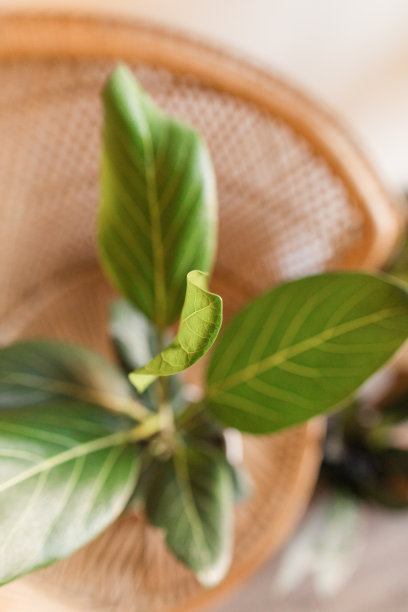 复古藤椅“孔雀椅”旁边是各种各样的绿色热带室内植物在波西米亚的氛围-榕树奥黛丽植物，蛇植物，金色的山蕨，和白鸟的天堂图片下载