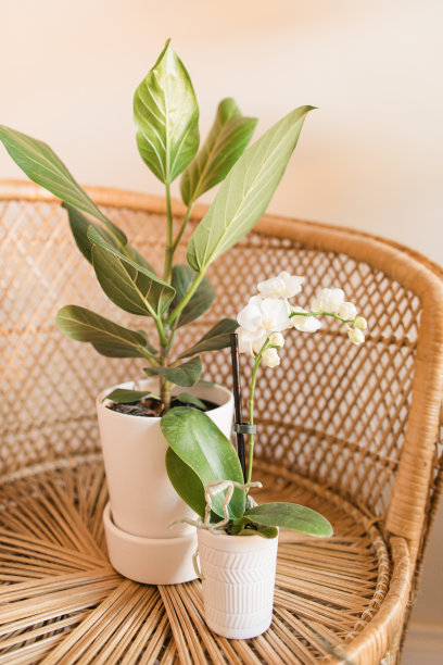 迷你白色兰花在复古藤孔雀椅与中性背景图片下载