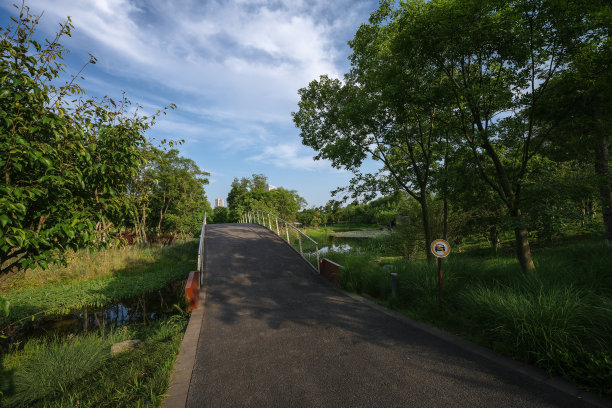 黄昏阳光下的树木和草地图片下载