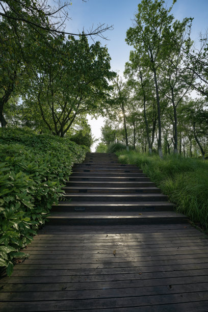 黄昏阳光下的树木和草地图片下载