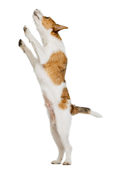 活泼开朗的狗，杰克罗素梗狗孤立的姿势在白色背景。动物、品种、兽医、保健的概念图片下载