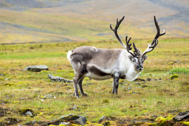 有野生驯鹿的景观。夏天的斯瓦尔巴特群岛。有巨大的鹿角有角的鹿在挪威的日落。斯匹次卑尔根群岛的自然野生动物场景图片下载