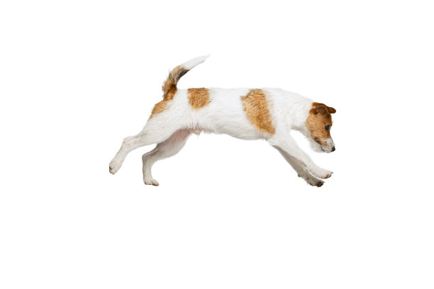 活泼开朗的狗，杰克罗素梗狗孤立的姿势在白色背景。动物、品种、兽医、保健的概念图片下载