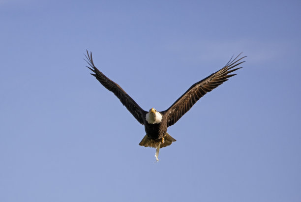 秃鹰飞翔，三角洲，BC，加拿大图片下载