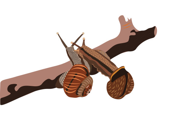 两个葡萄蜗牛在树枝上。图片下载