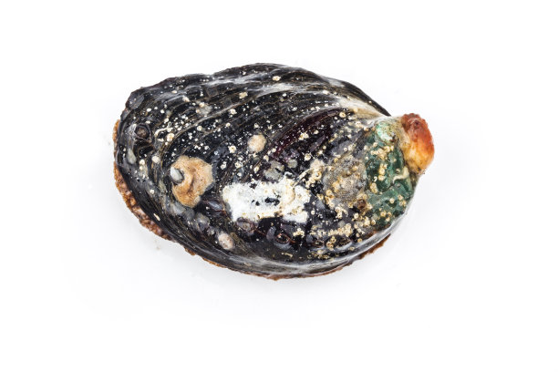 白底生鲍鱼图片下载