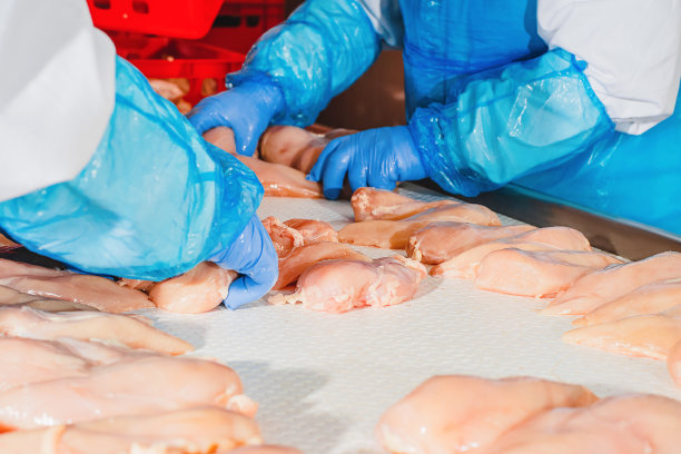 工人们将鸡胸肉放在传送带上进行速冻，肉类加工厂的鸡胸肉生产线图片下载