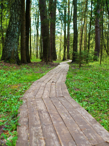 树林里的一条木路。森林散步。旅游木板路图片下载