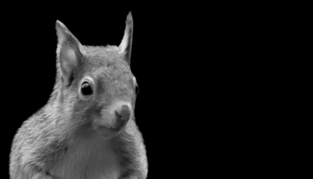 可爱的小松鼠特写黑色背景图片下载