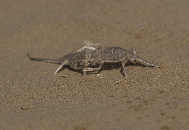 阿拉伯蟾头沙蜥图片下载