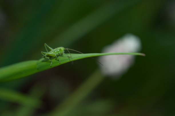 绿色的小蚱蜢坐在树叶上。图片下载