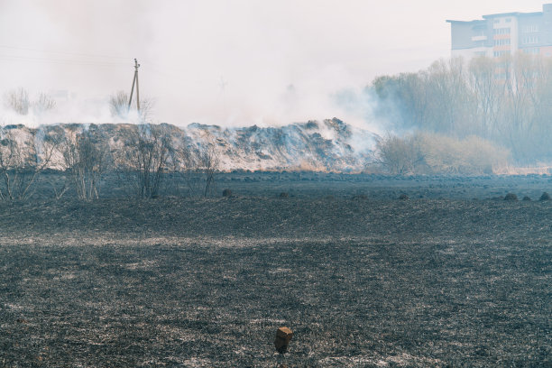 野火，燃烧的树木，田野，烟雾。火灾摧毁树木和森林动物图片下载