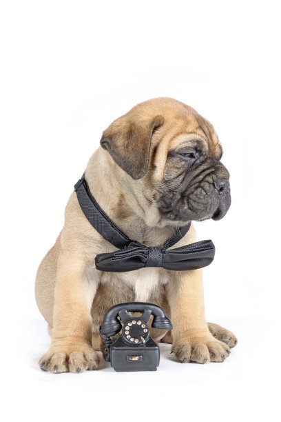 小狗与电话图片下载