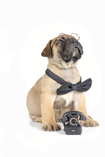 小狗与电话图片下载