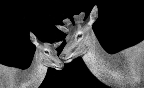 鹿妈妈和鹿宝宝脸黑色背景图片下载