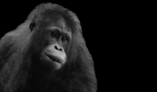 黑色和白色快乐的猩猩猴子微笑图片下载