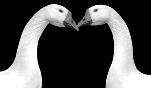 两个美丽的夫妇鹅肖像在黑暗的背景图片下载