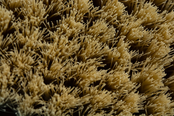 仙人掌纤维刷的微距照片。Spa美容的概念。用于干性身体按摩。微距照片的刷消除脂肪的身体按摩。画笔的背景是蓝色的。按摩油。身体霜。蓝色背景上涂着奶油。图片下载