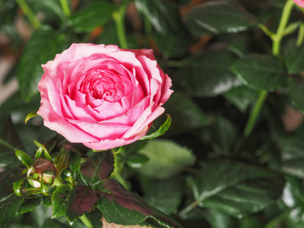 粉红色的玫瑰花图片下载