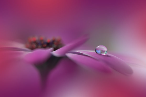 美丽宁静的自然背景。令人惊叹的春天花朵的微距镜头。艺术设计。近距离摄影。概念抽象的照片。幻想的艺术。创意艺术墙纸。紫罗兰的颜色。粉色Daisy.Colorful,颜色,工厂。水drop.Romantic,爱。图片下载