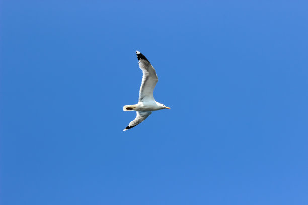 白色的海鸥在蓝色的天空图片下载