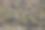 盆栽花卉图片下载