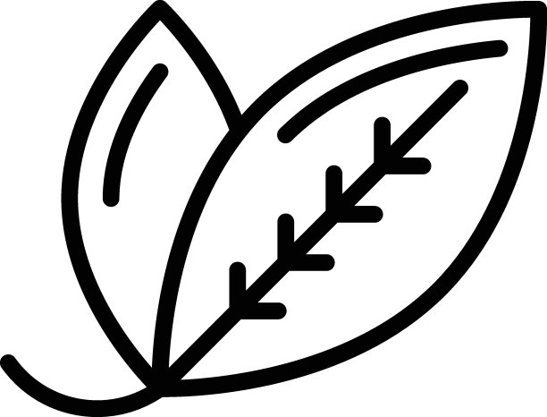 新鲜樟科矢量线图标设计，调味品和香料符号，食品烹饪配料符号，草药和表酱料库存插图，月桂叶概念，图片下载