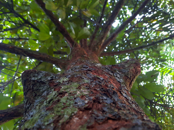 山竹树皮与近距离拍摄图片下载