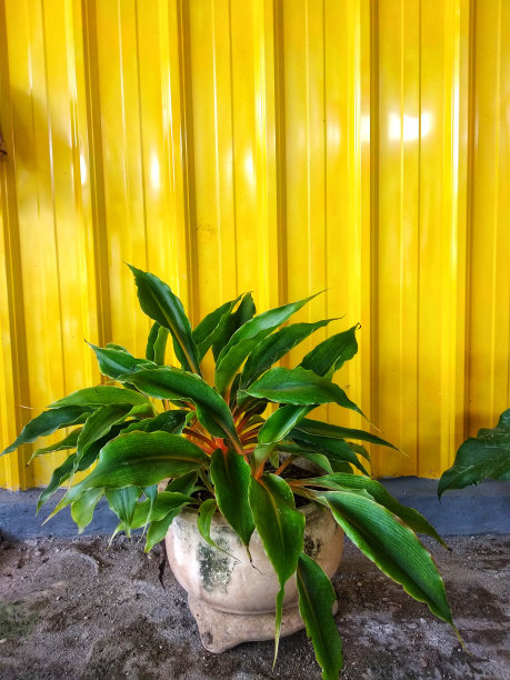 蒙斯特拉花盆栽与黄色的墙背景图片下载