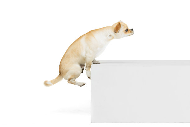 可爱的吉娃娃狗跳上盒子的肖像，在白色的工作室背景上孤立地摆姿势图片下载