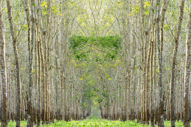 有乳胶杯的橡胶树图片下载