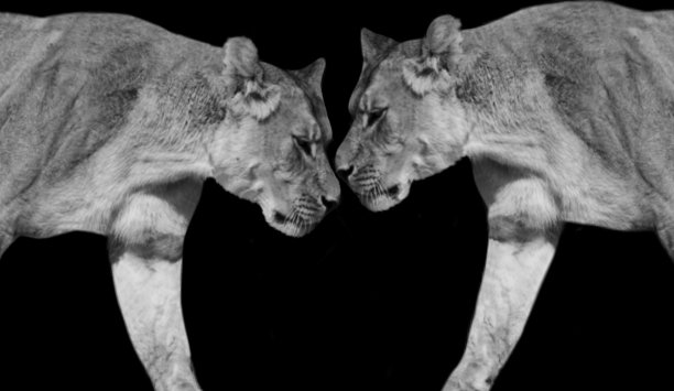 两只危险的愤怒的狮子在黑暗的背景上行走图片下载