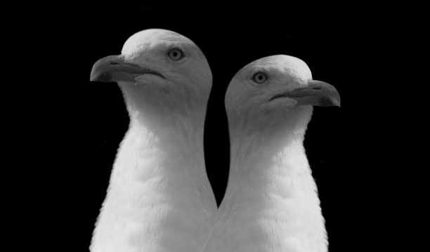 黑色背景上的两只白色海鸥的肖像图片下载