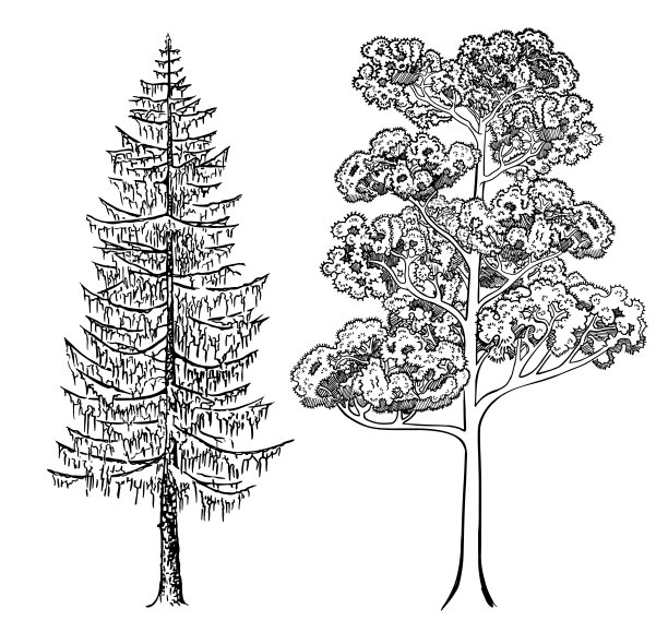 松树和云杉手绘矢量草图图片下载