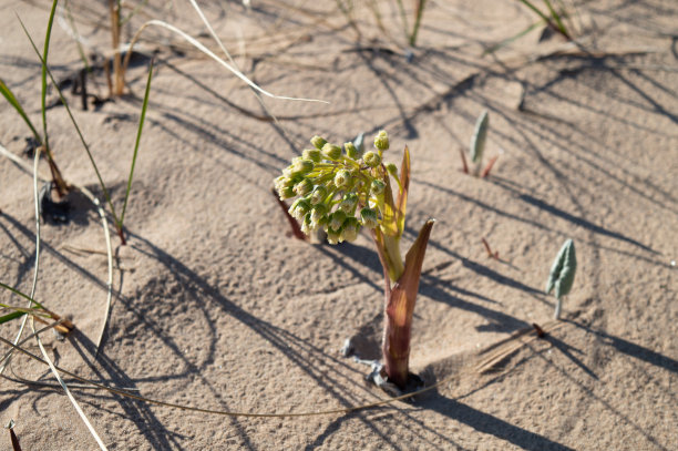 春天在海边开花的海滩植物图片下载