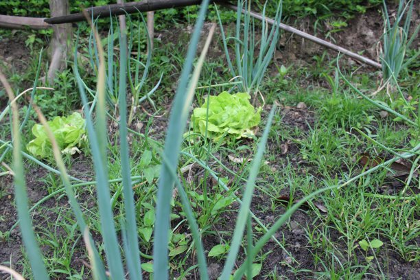 天然蔬菜地里的洋葱和莴苣图片下载