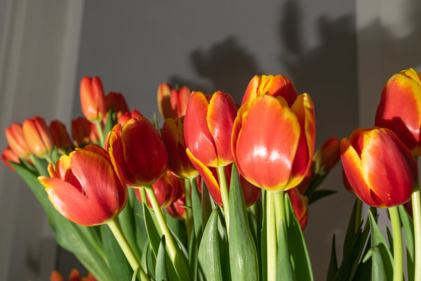 郁金香花束，春天的郁金香花图片下载