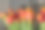 郁金香花束，春天的郁金香花图片下载