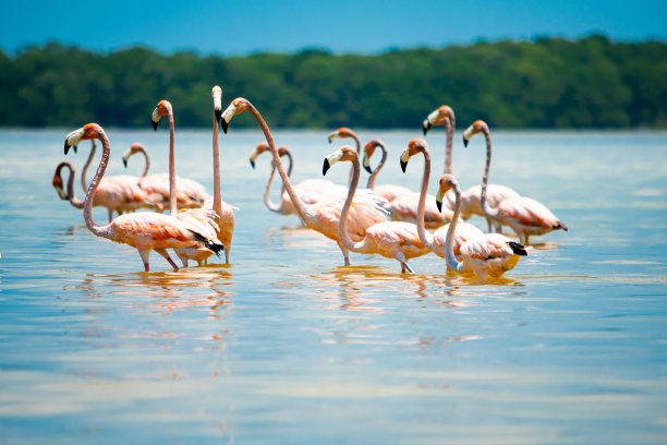 一群粉红色的火烈鸟走在蓝色的湖里。尤卡坦半岛,墨西哥图片下载
